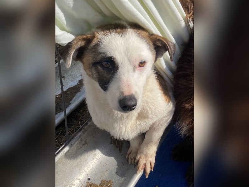 Minja - lernwillig und schüchtern