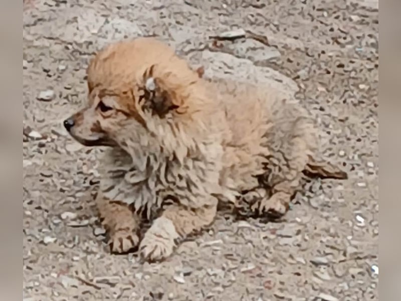 Greg - neugierig und verspielt