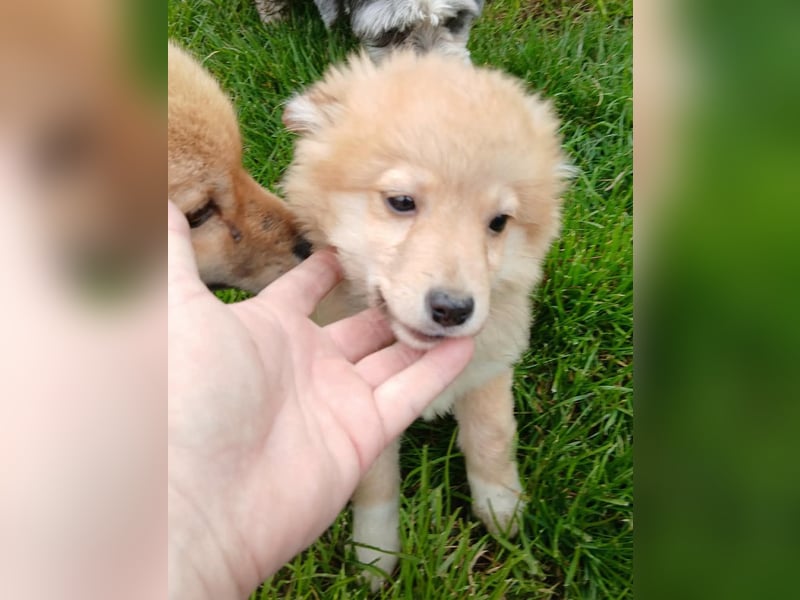 Gero - freundlich und verspielt