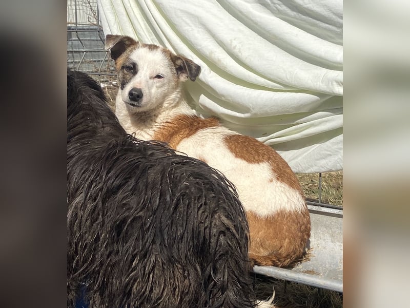 Minja - freundlich und vorsichtig