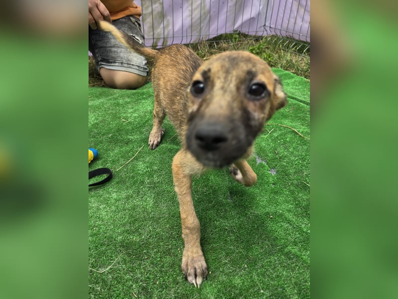 Pumba - freundlich und aufgeweckt