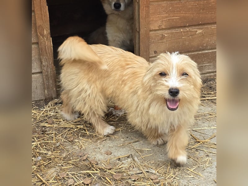 Sunny - jung und neugierig