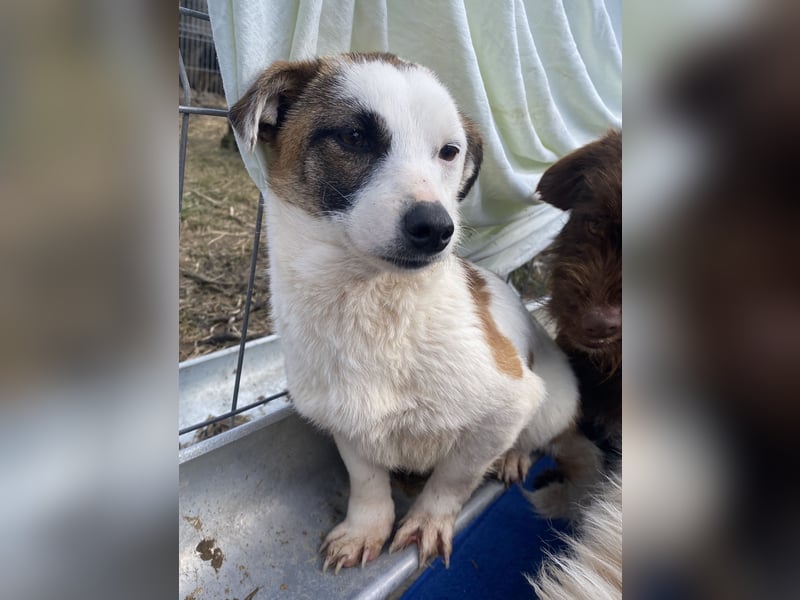 Minja - freundlich und vorsichtig