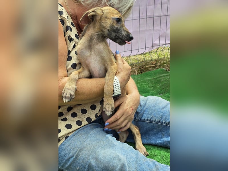 Pumba - freundlich und aufgeweckt