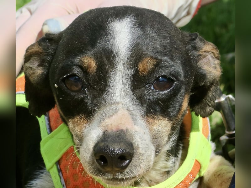 Laila - verschmust, freundlich und lernwillig / bereits in Deutschland