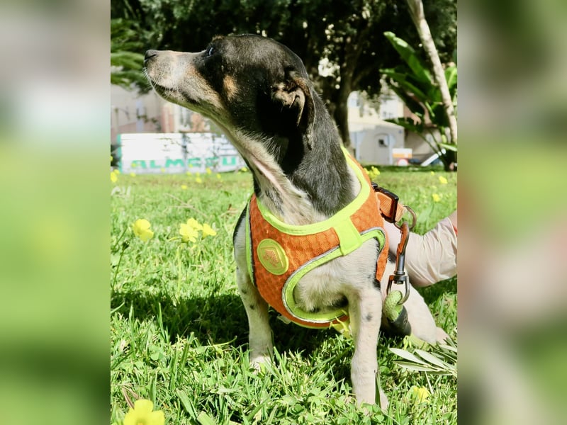 Laila - verschmust, freundlich und lernwillig / bereits in Deutschland