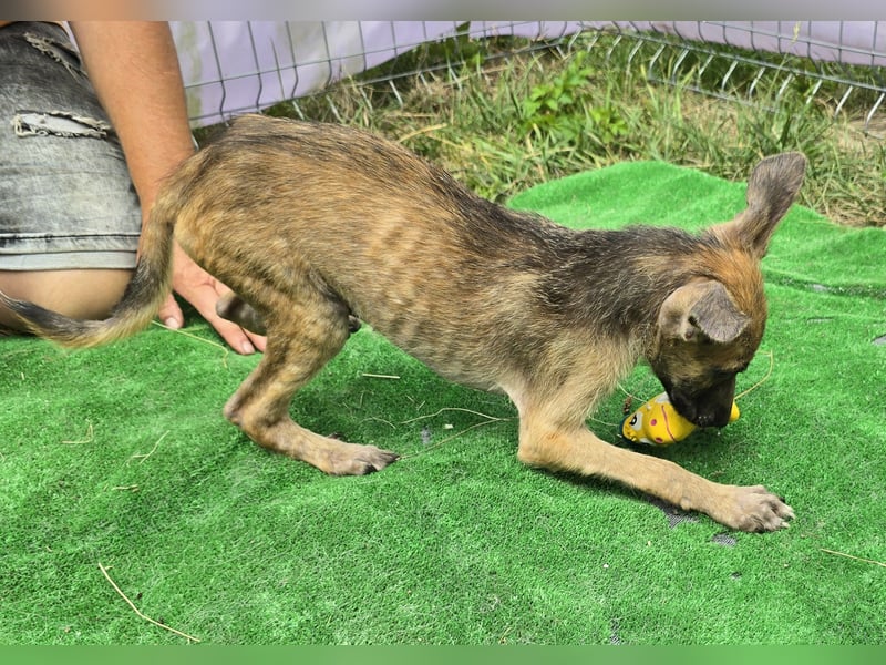 Pumba - freundlich und aufgeweckt