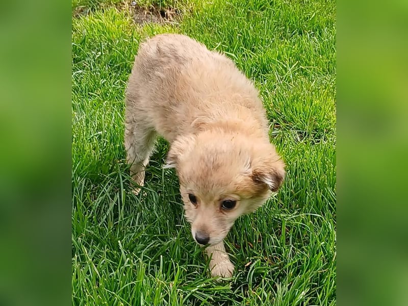 Gola - neugierig und interessiert