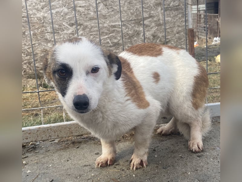 Minja - freundlich und vorsichtig