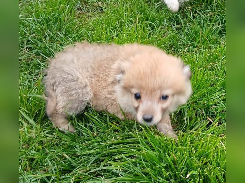 Greg - neugierig und verspielt