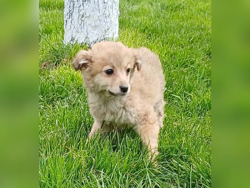 Gola - neugierig und interessiert