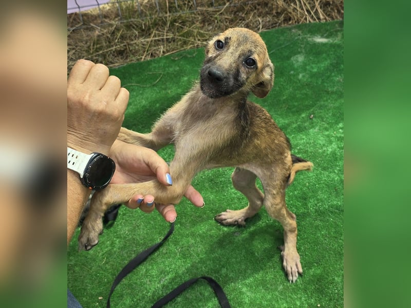 Pumba - freundlich und aufgeweckt