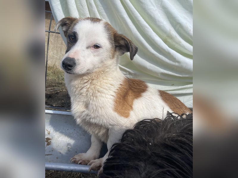 Minja - lernwillig und schüchtern