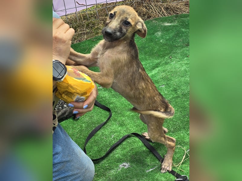 Pumba - freundlich und aufgeweckt