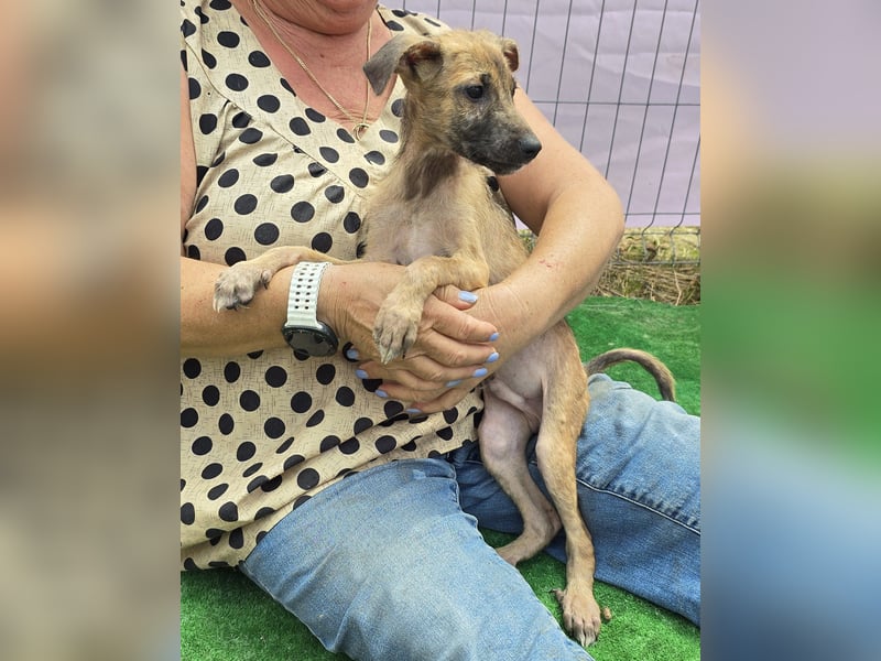 Pumba - freundlich und aufgeweckt