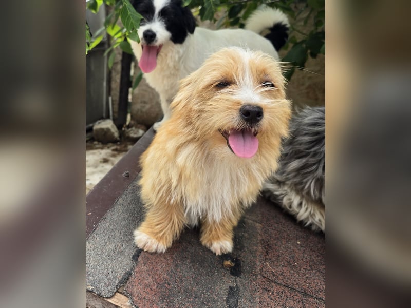 Sunny - jung und neugierig