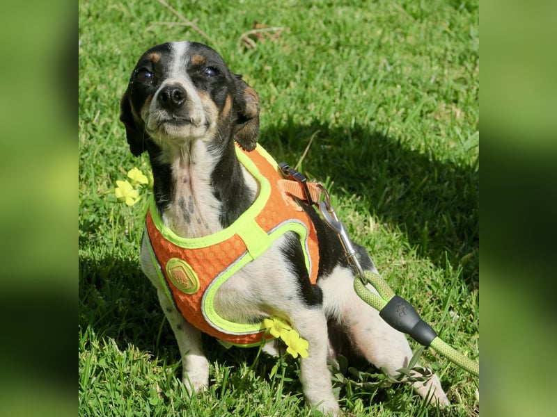 Laila - verschmust, freundlich und lernwillig / bereits in Deutschland