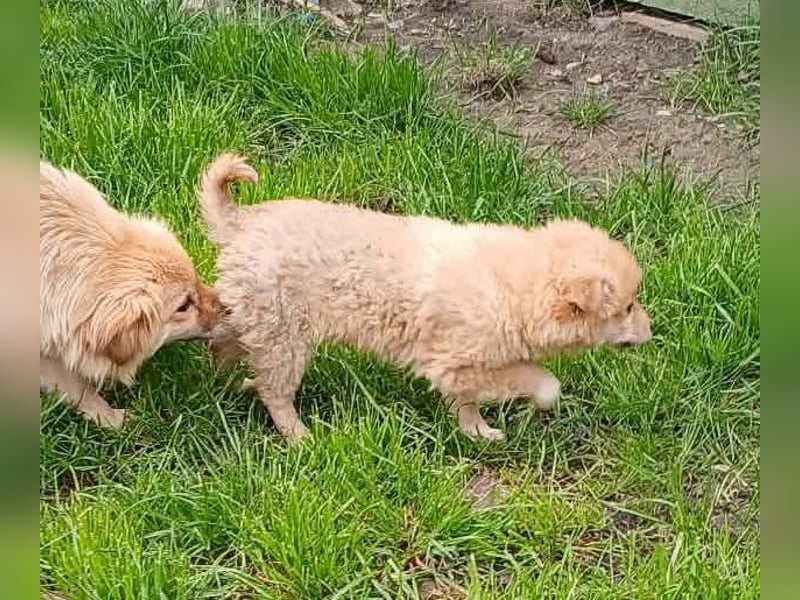 Gero - freundlich und verspielt