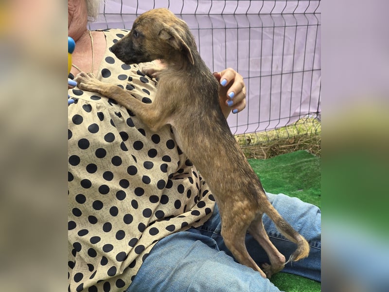 Pumba - freundlich und aufgeweckt