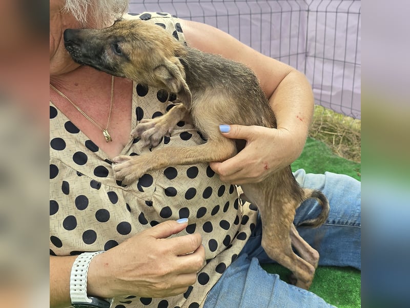 Pumba - freundlich und aufgeweckt