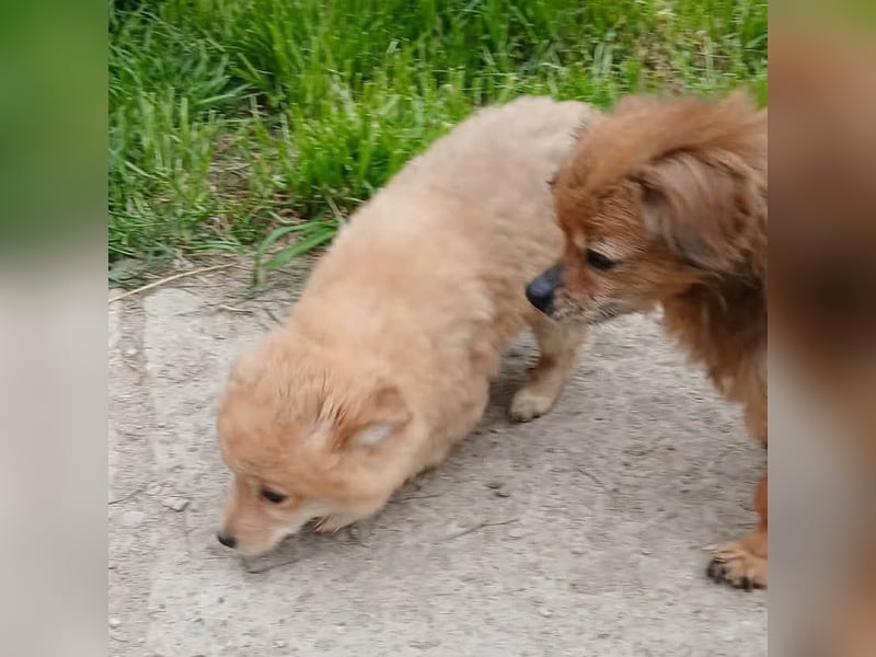 Gero - freundlich und verspielt