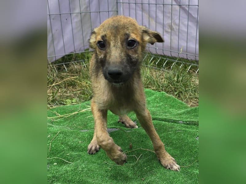 Pumba - freundlich und aufgeweckt