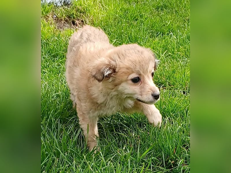 Gola - neugierig und interessiert