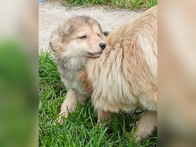 Gerry - neugierig und verschmust