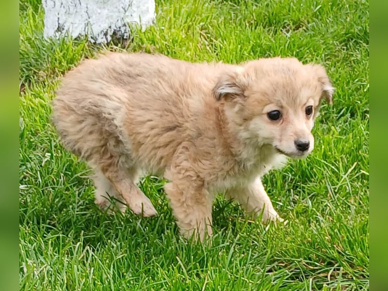 Gola - neugierig und interessiert