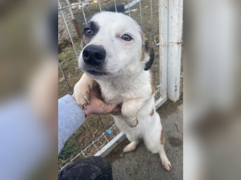 Minja - lernwillig und schüchtern