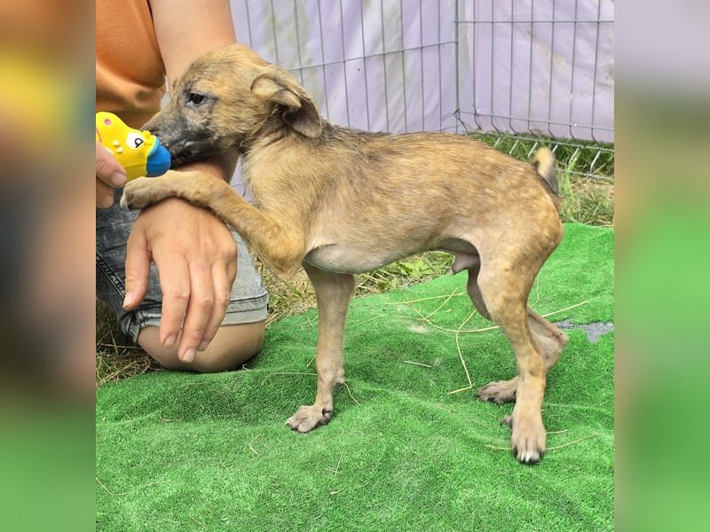 Pumba - freundlich und aufgeweckt