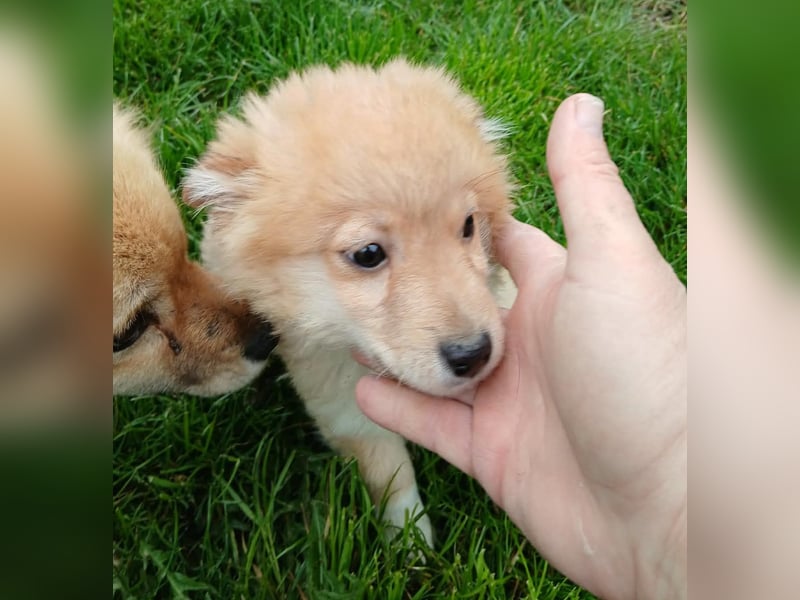 Gero - freundlich und verspielt