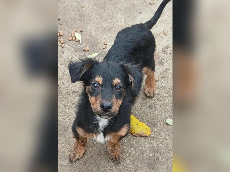 Milo - verspielt und neugierig