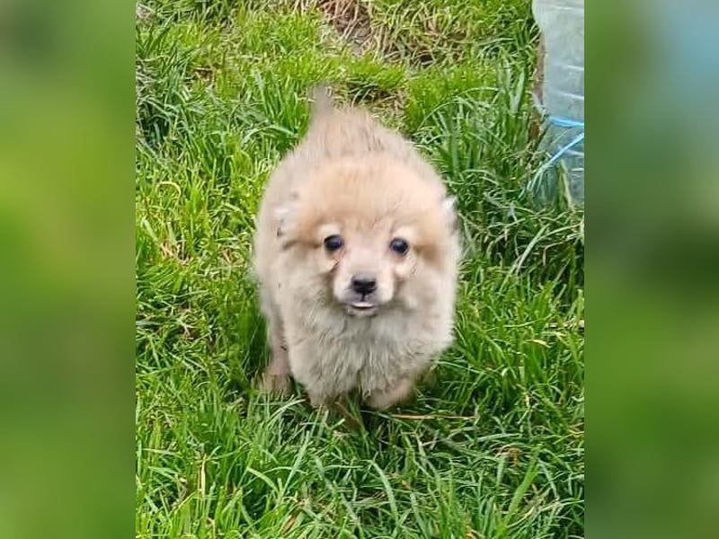 Greg - neugierig und verspielt