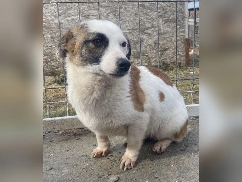 Minja - lernwillig und schüchtern