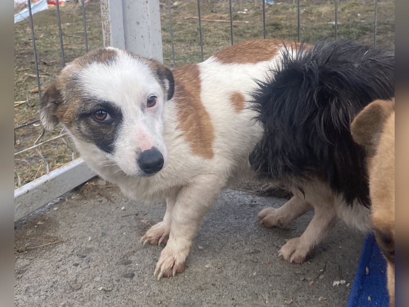 Minja - lernwillig und schüchtern