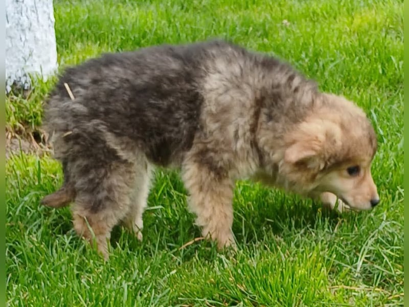 Gerry - neugierig und verschmust