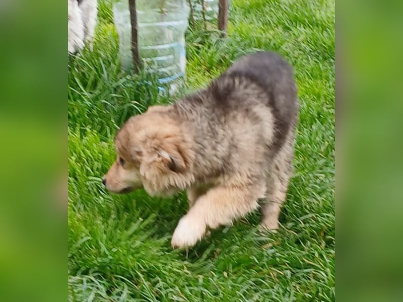 Gerry - neugierig und verschmust