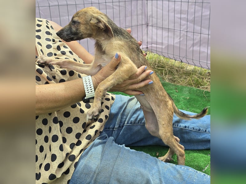 Pumba - freundlich und aufgeweckt