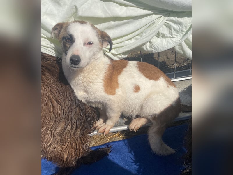 Minja - lernwillig und schüchtern