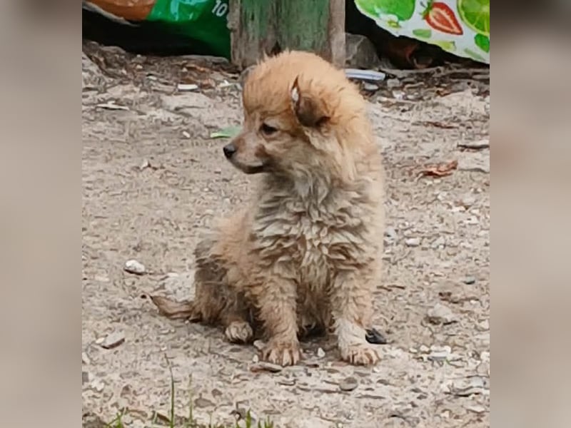 Greg - neugierig und verspielt