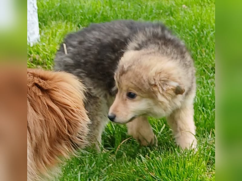 Gerry - neugierig und verschmust