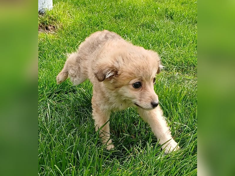 Gola - neugierig und interessiert