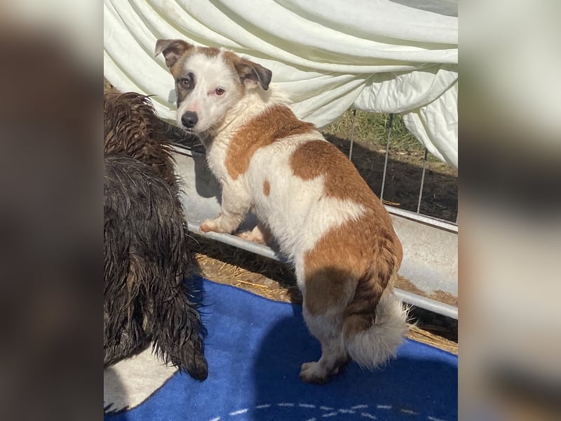 Minja - freundlich und vorsichtig