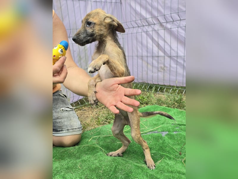 Pumba - freundlich und aufgeweckt