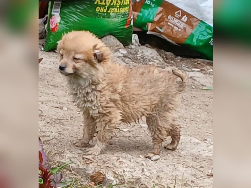 Greg - neugierig und verspielt