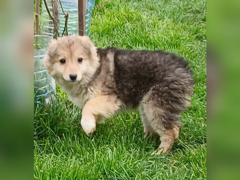 Gerry - neugierig und verschmust