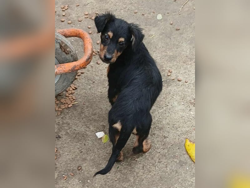 Milo - verspielt und neugierig