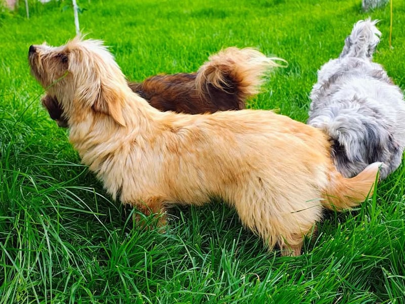 Sunny - jung und neugierig