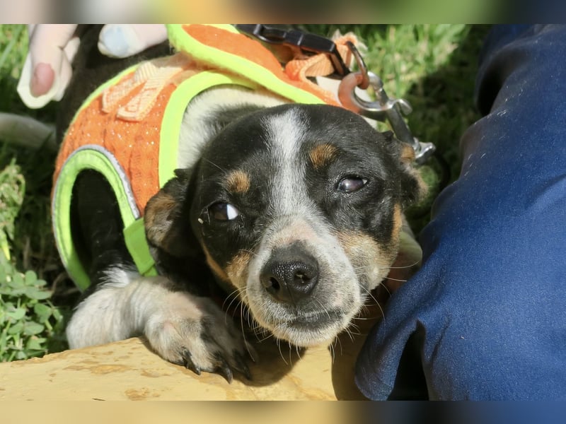 Laila - verschmust, freundlich und lernwillig / bereits in Deutschland